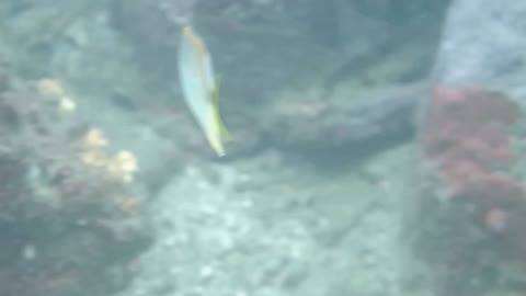 川紋蝴蝶魚