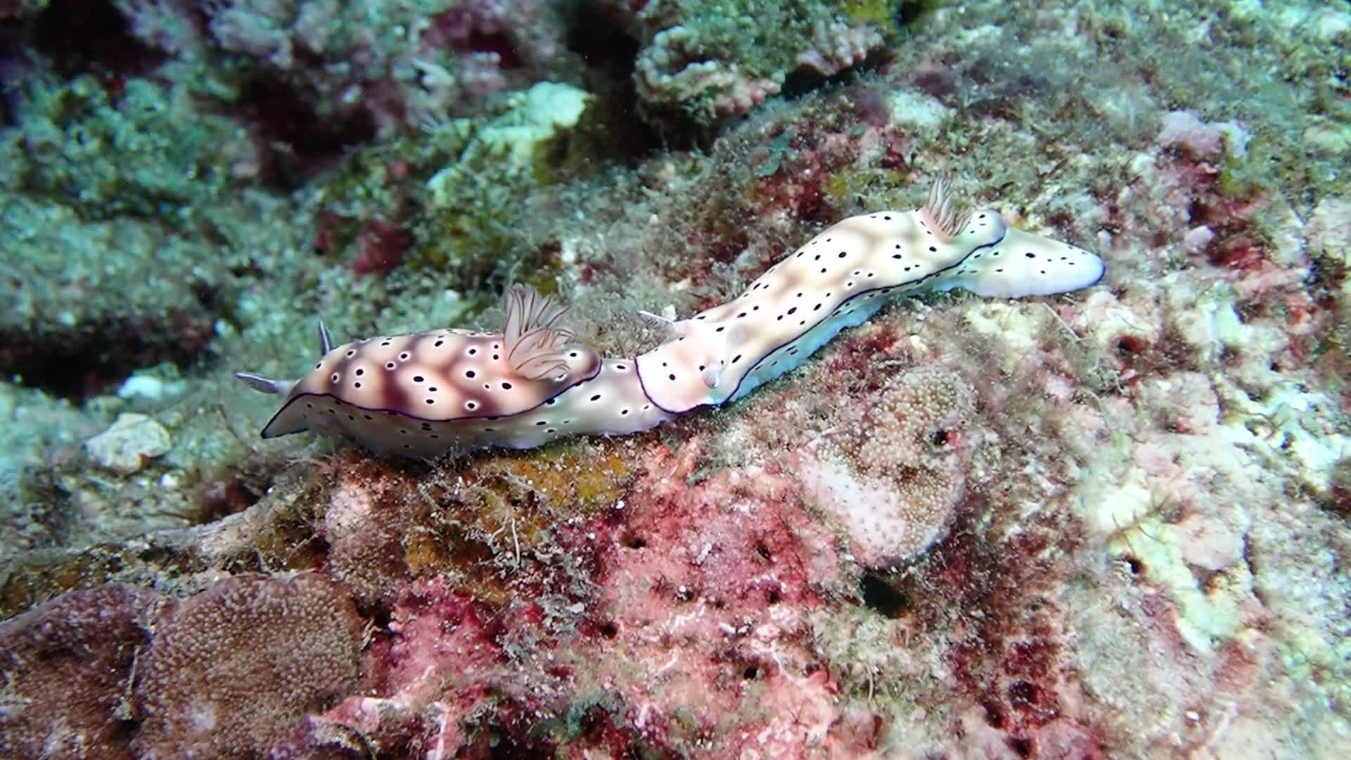 崔恩多彩海蛞蝓