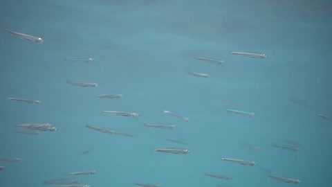 小魚群