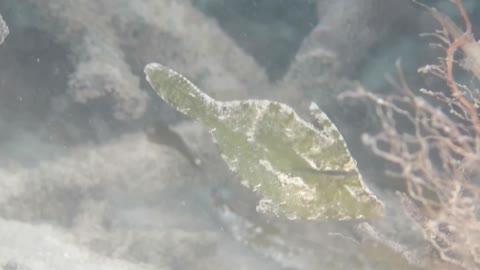白線鬃尾單棘魨