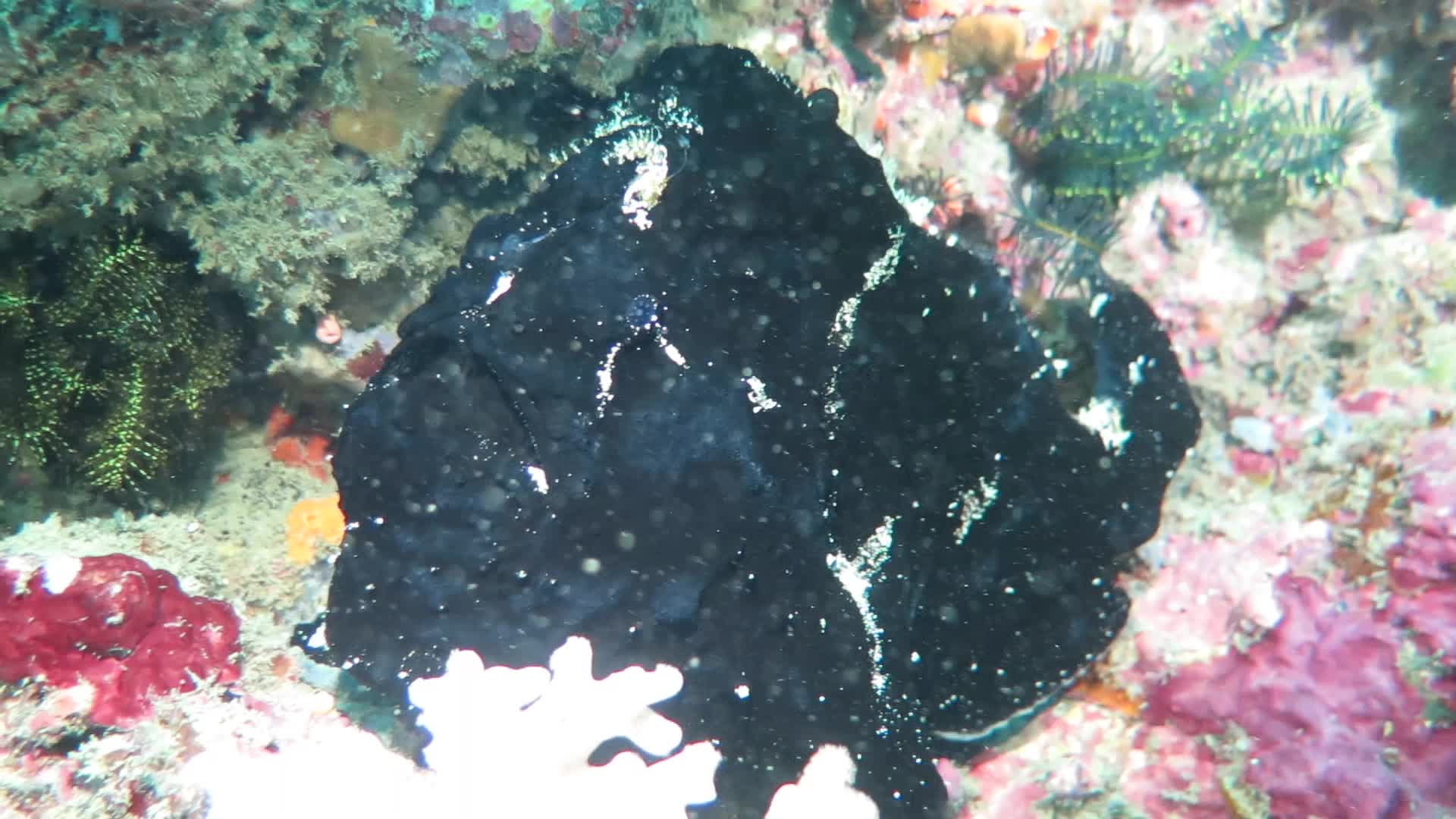 躄魚科