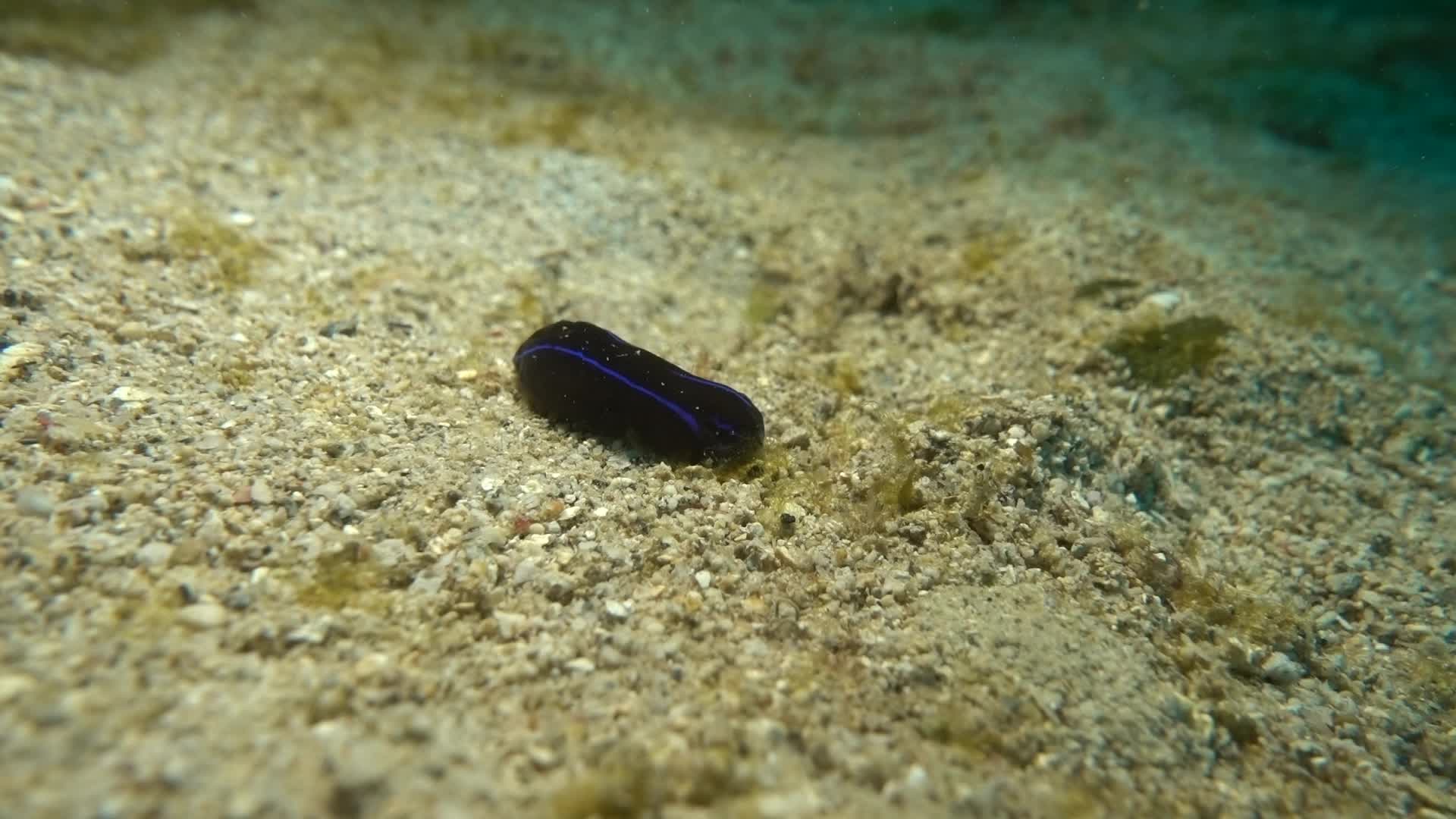 Chelidonura varians