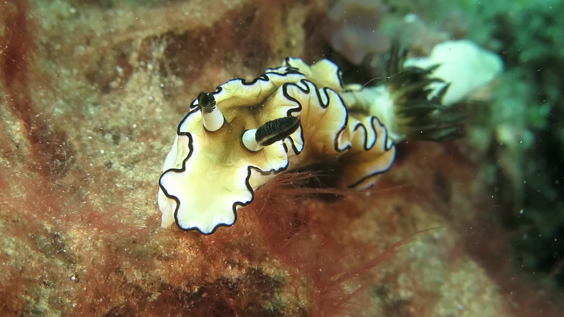 黑邊多彩海蛞蝓