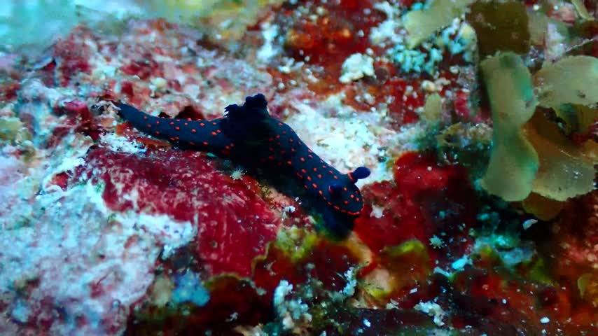 雞冠多角海蛞蝓