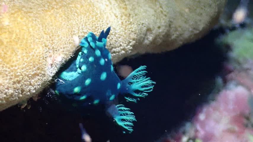 雞冠多角海蛞蝓