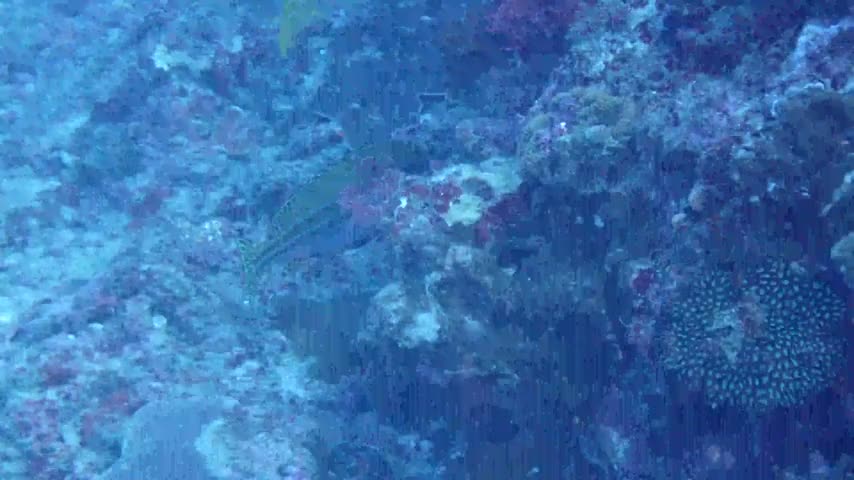 雷氏胡椒鯛
