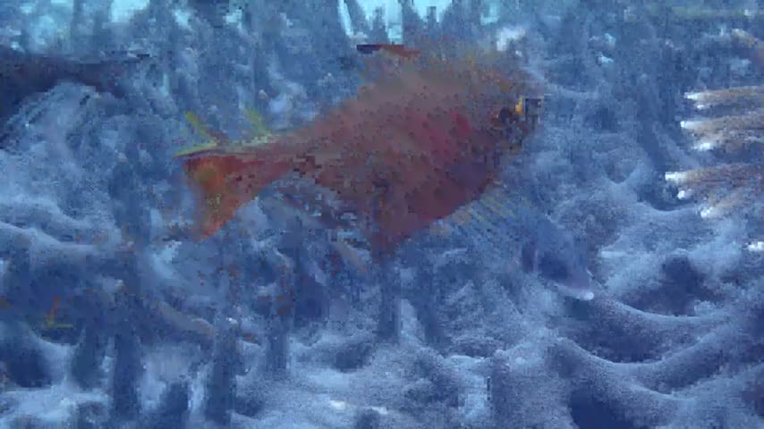 莎姆新東洋金鱗魚