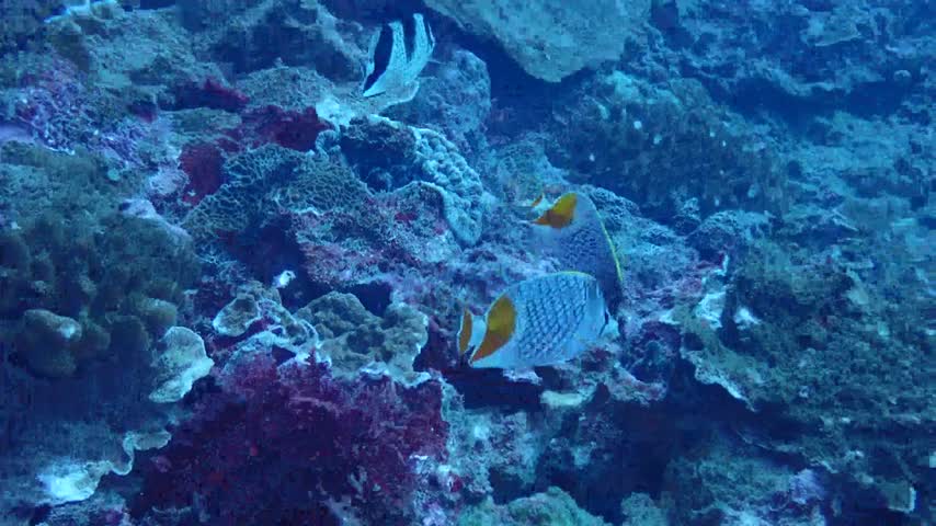紅尾蝴蝶魚