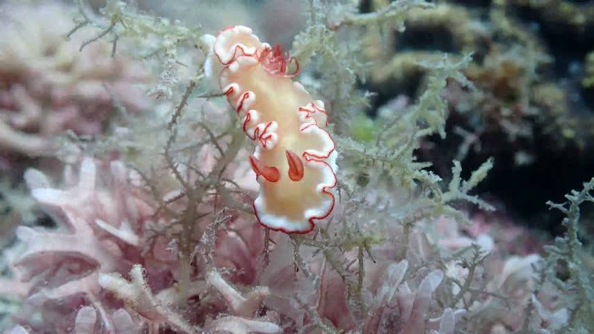 對稱多彩海蛞蝓