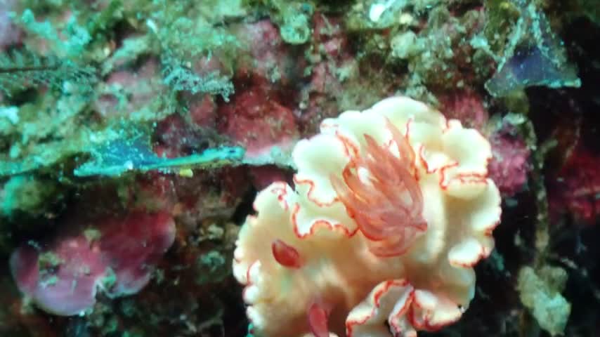 對稱多彩海蛞蝓