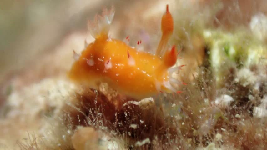 著火卷髮海蛞蝓