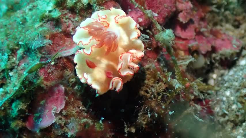 對稱多彩海蛞蝓