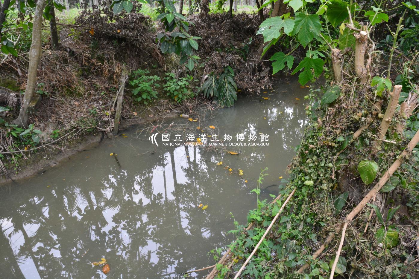 五溝水-五溝國小下游