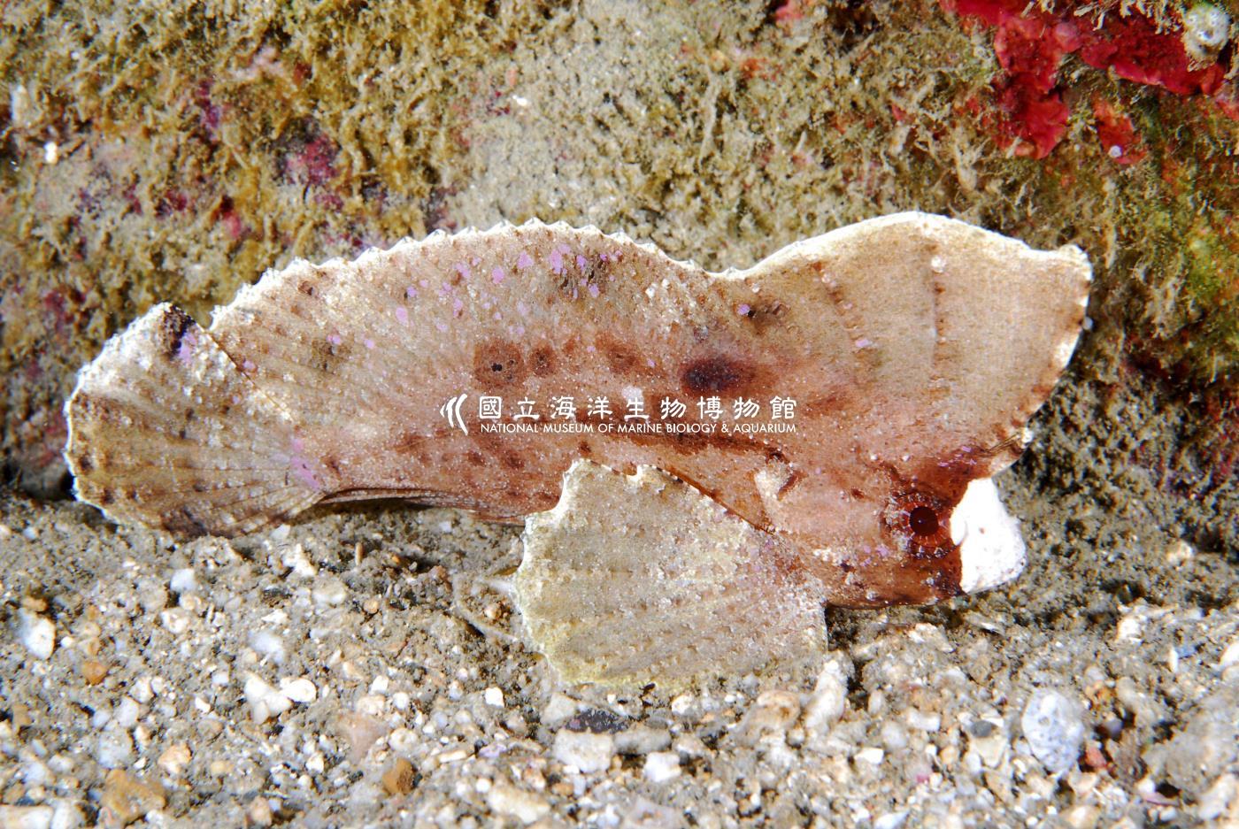 背帶長絨鮋