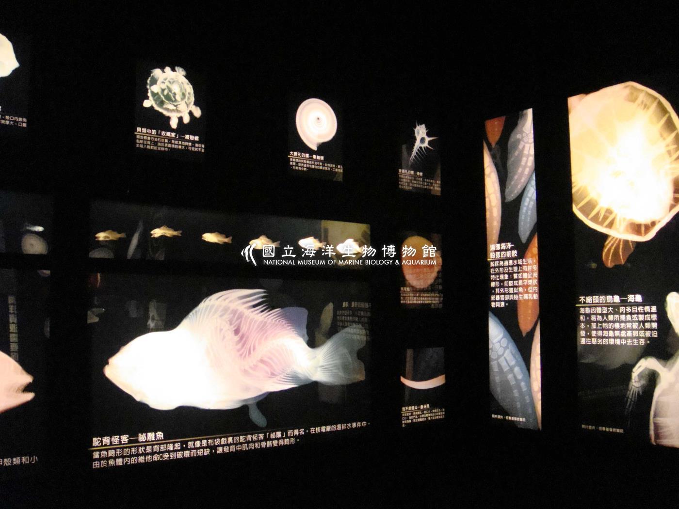X光特展展區