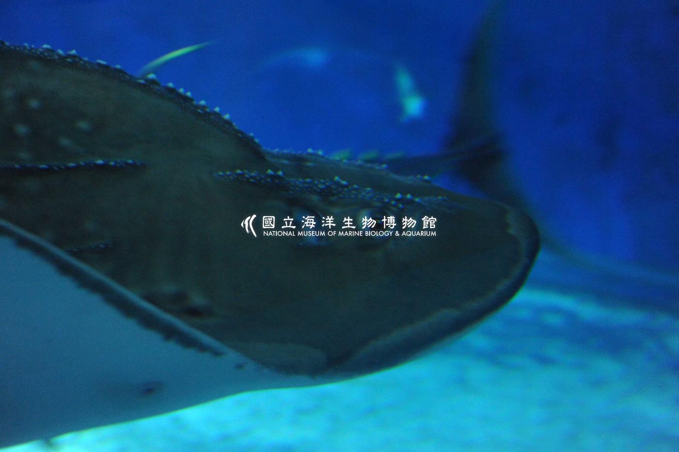 海生館大洋池生物
