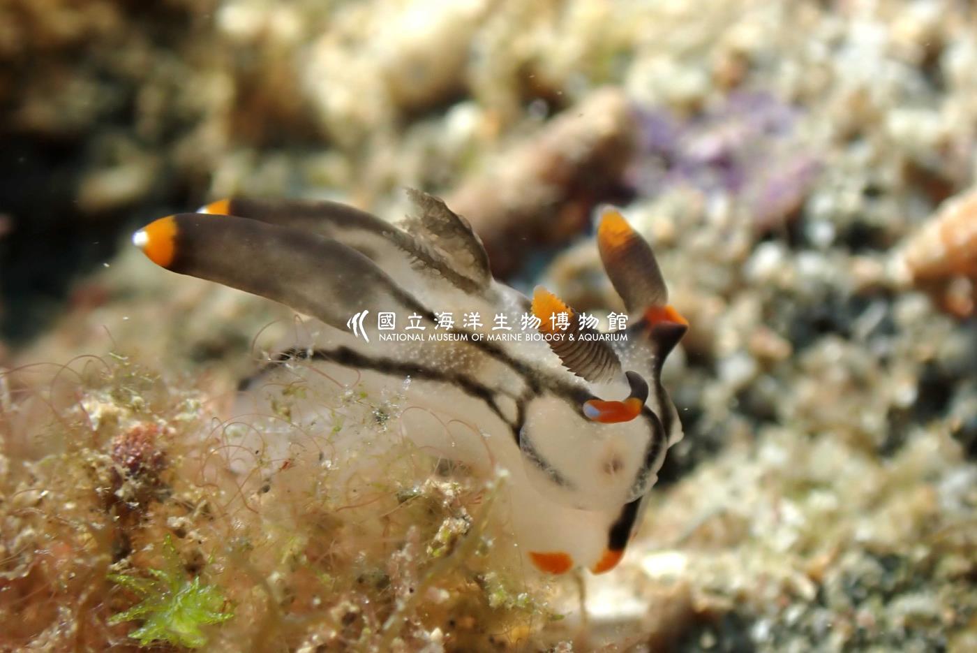 Thecacera picta 彩繪多角海蛞蝓