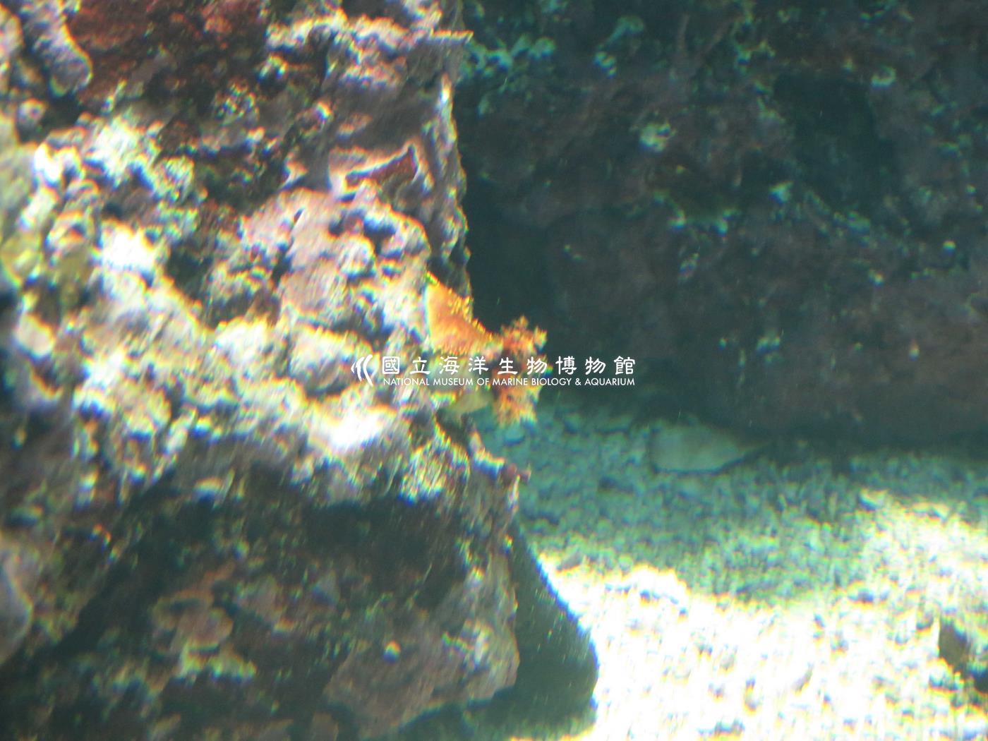 紫偽翼手參