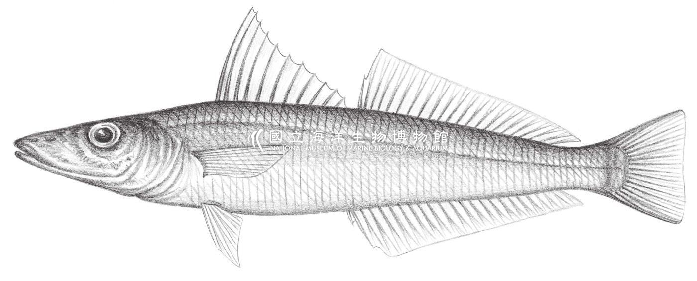 1212. 亞洲沙鮻 Sillago (Parasillago) asiatica Mckay, 1983