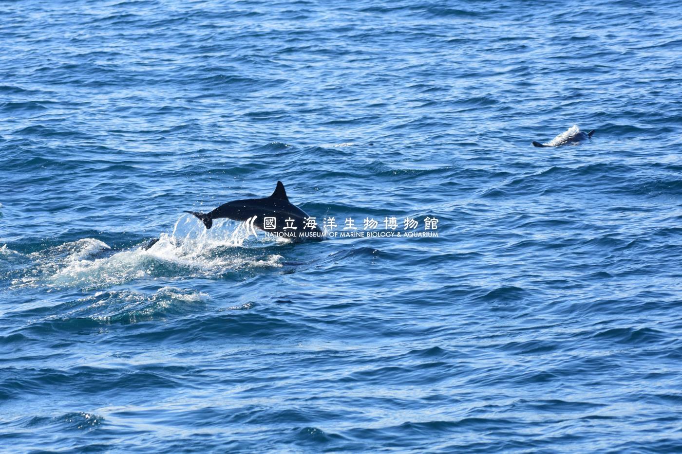 飛旋海豚