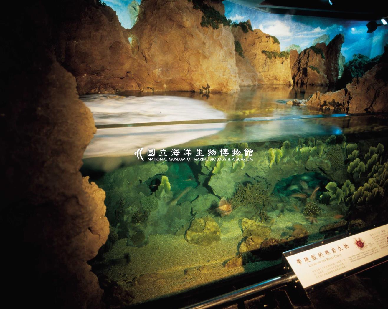 海生館多媒體影音ICMP-中文網-圖像
