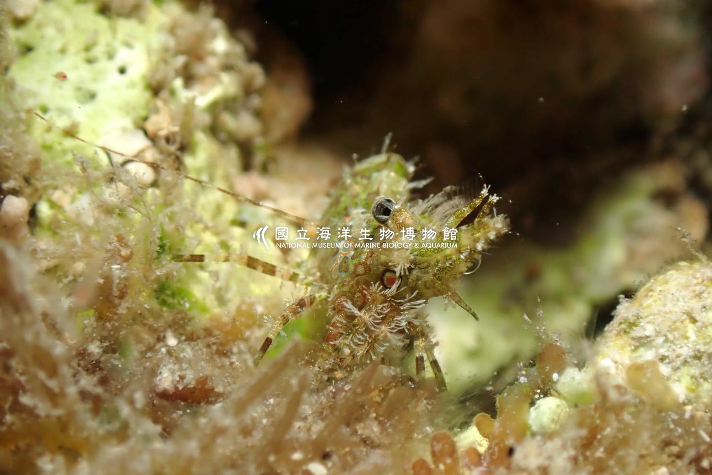marbled shrimp掃帚蝦