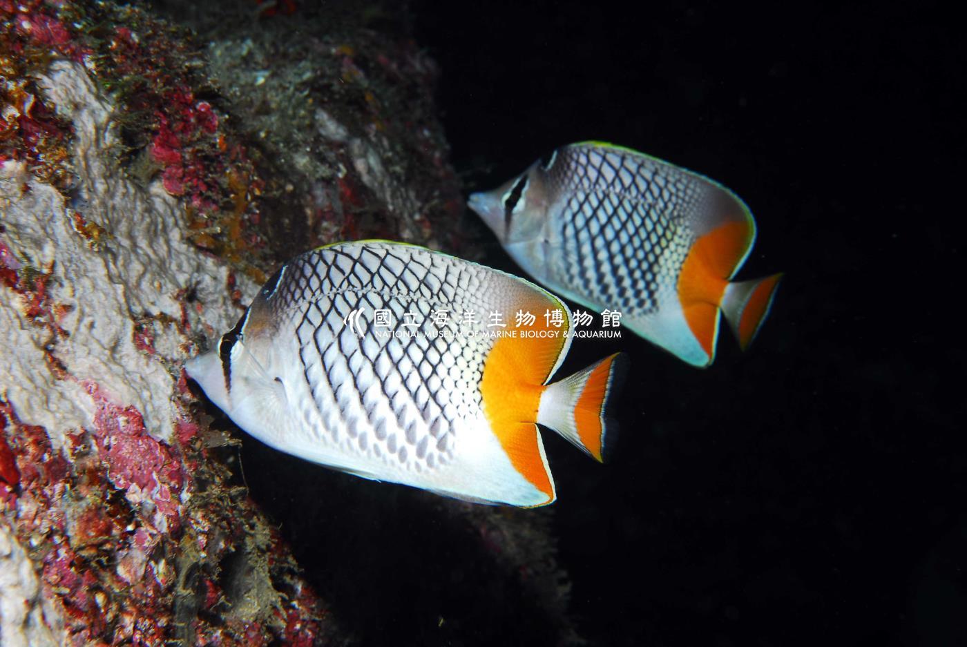 紅尾蝴蝶魚