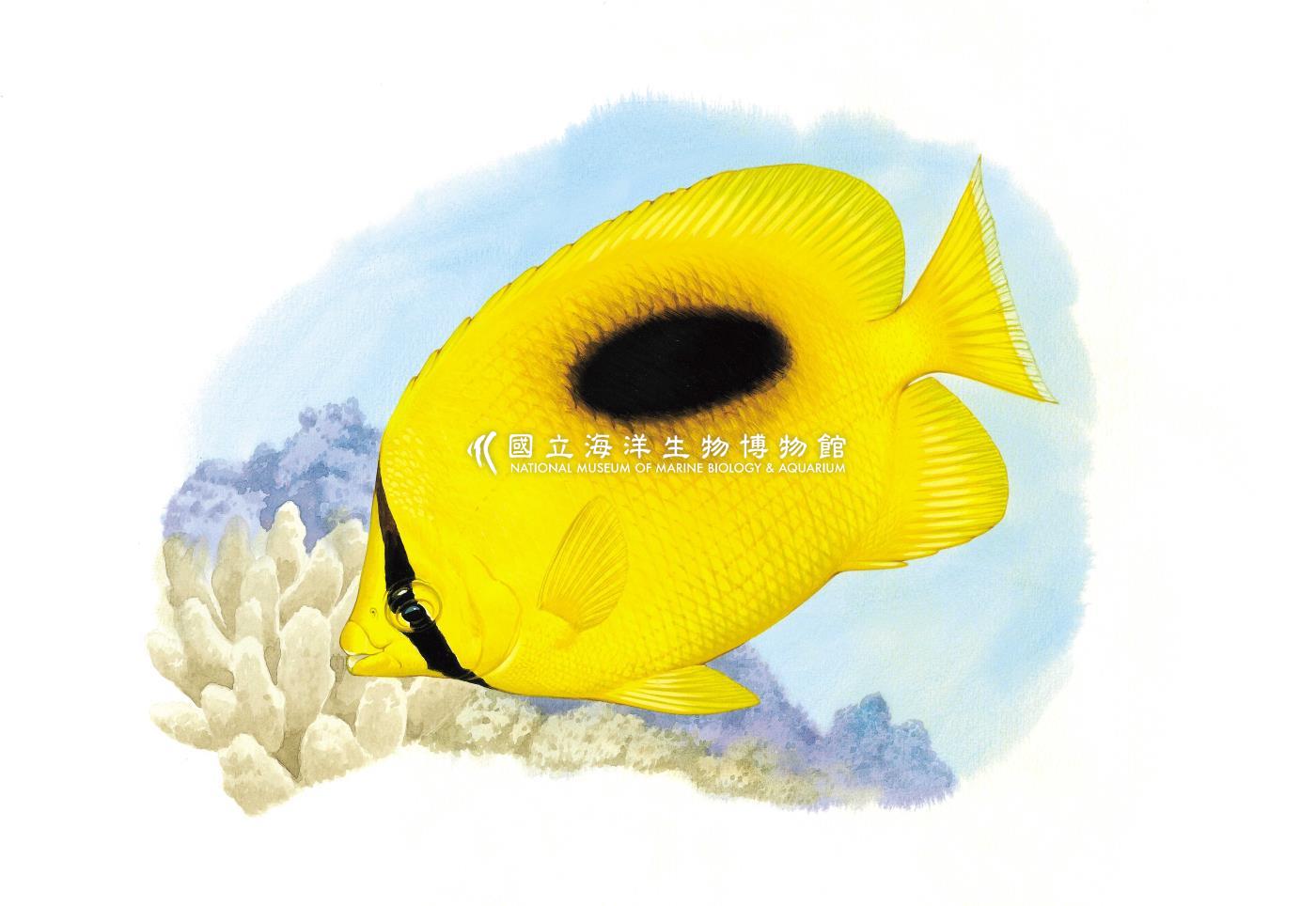 鏡斑蝴蝶魚