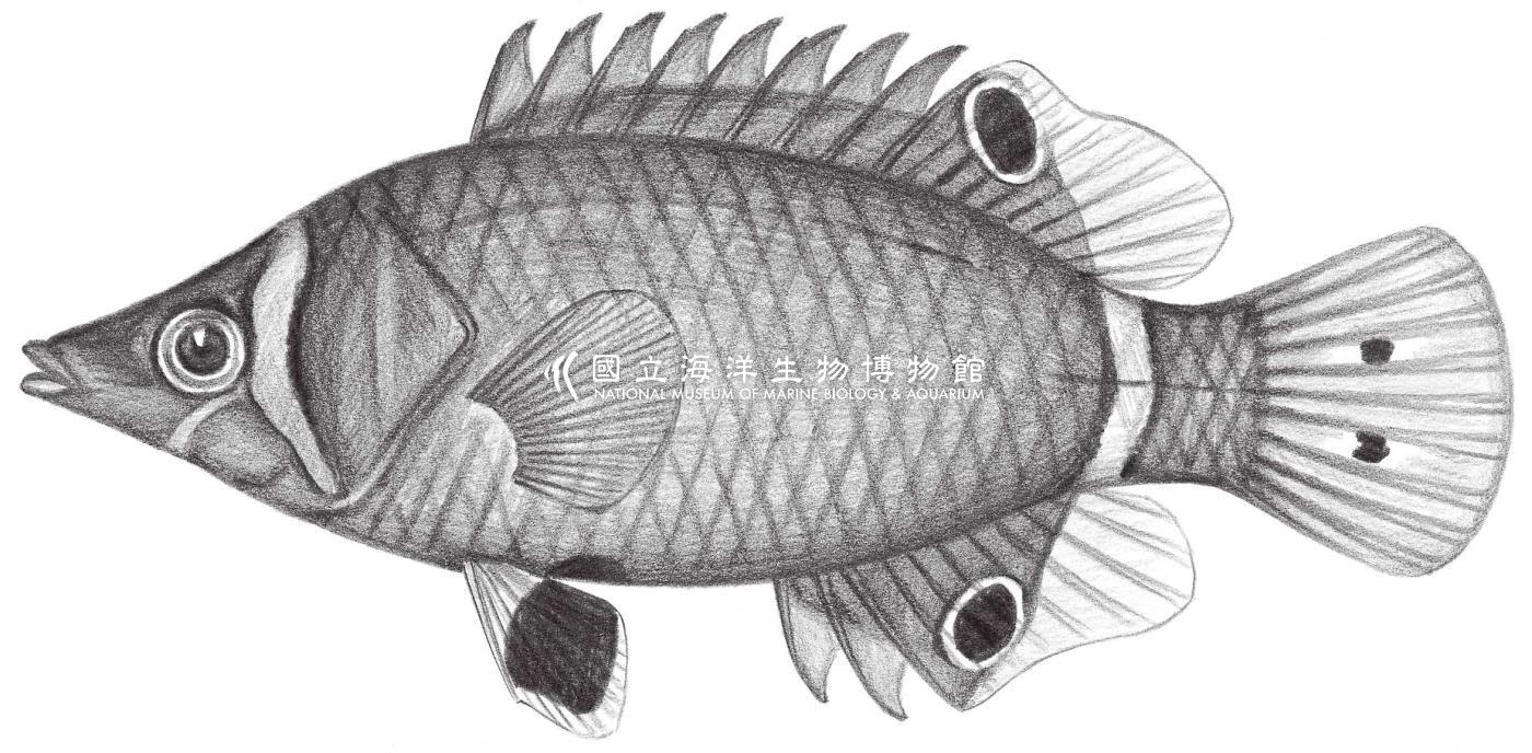 1843. 濕鸚鯛 Wetmorella nigropinnata (Seale, 1901)
