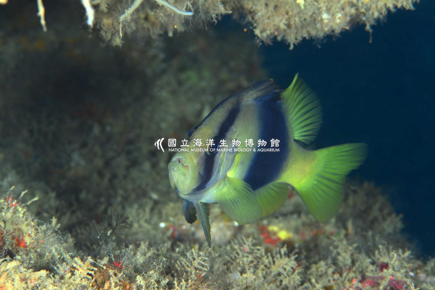 雙帶鱸