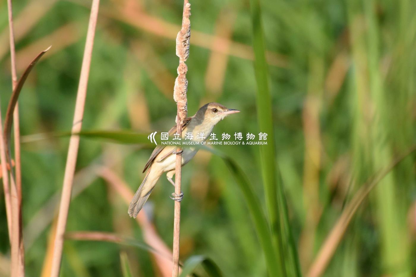 大葦鶯