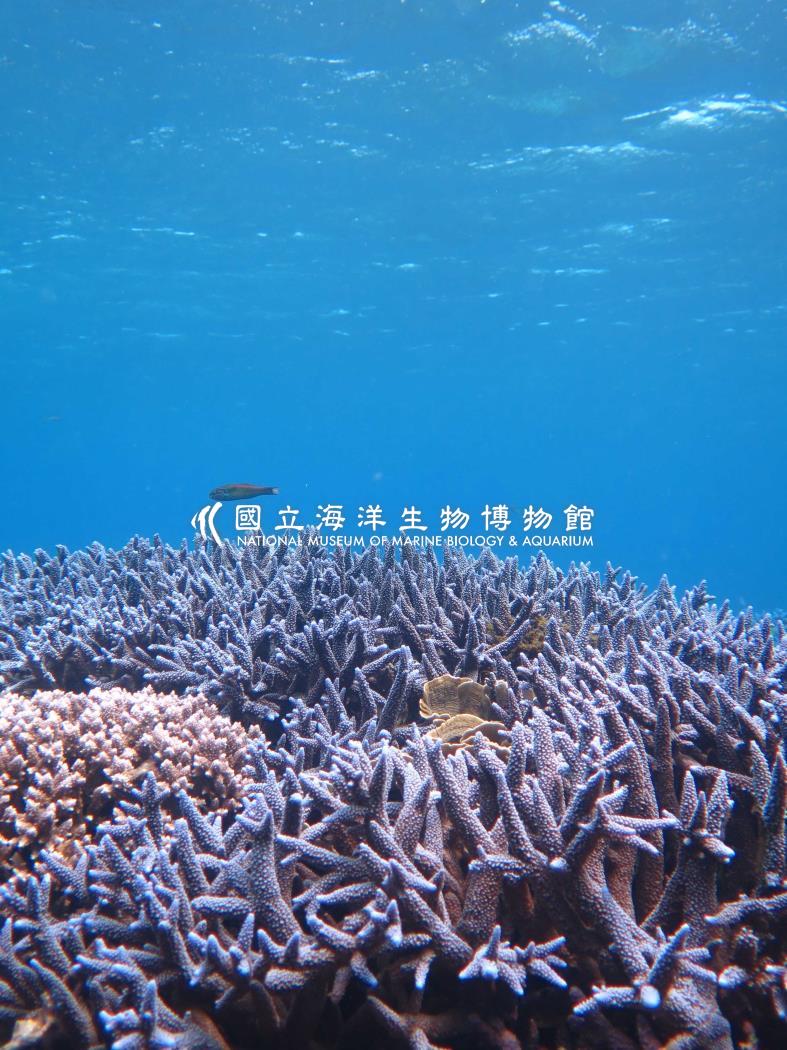 照片