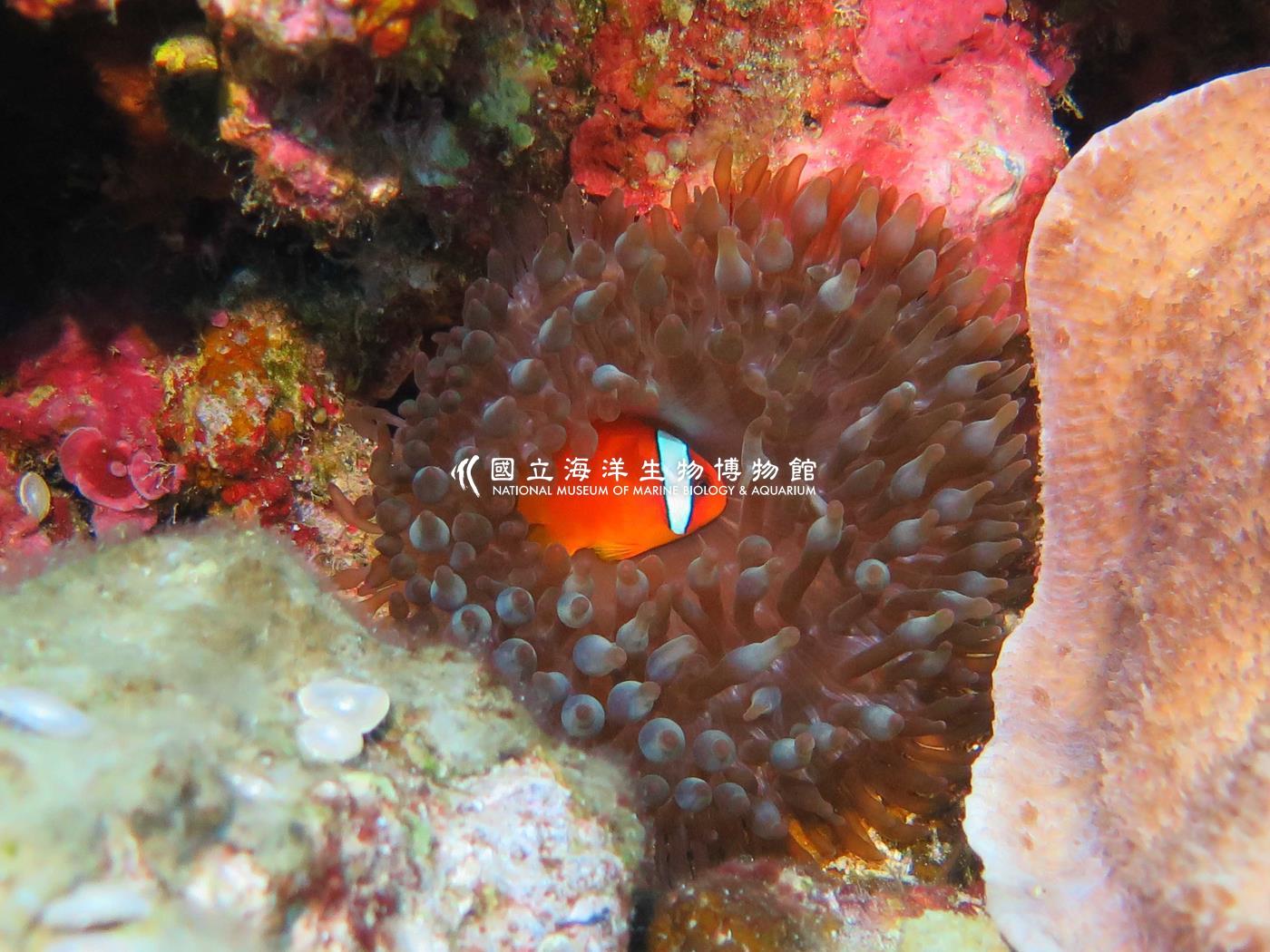 照片