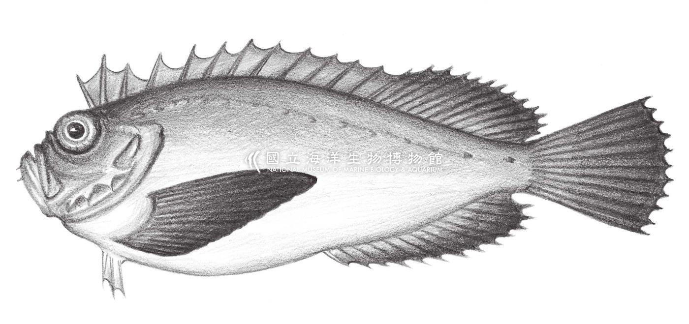 925. 平滑虻鮋 Erisphex simplex Chen, 1981