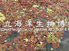 照片