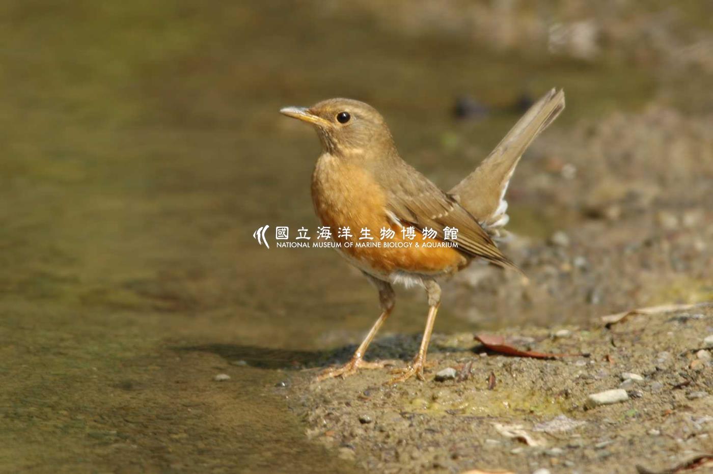 赤腹鶇