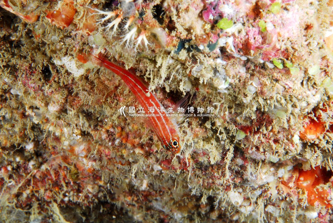 縱帶彎線鳚