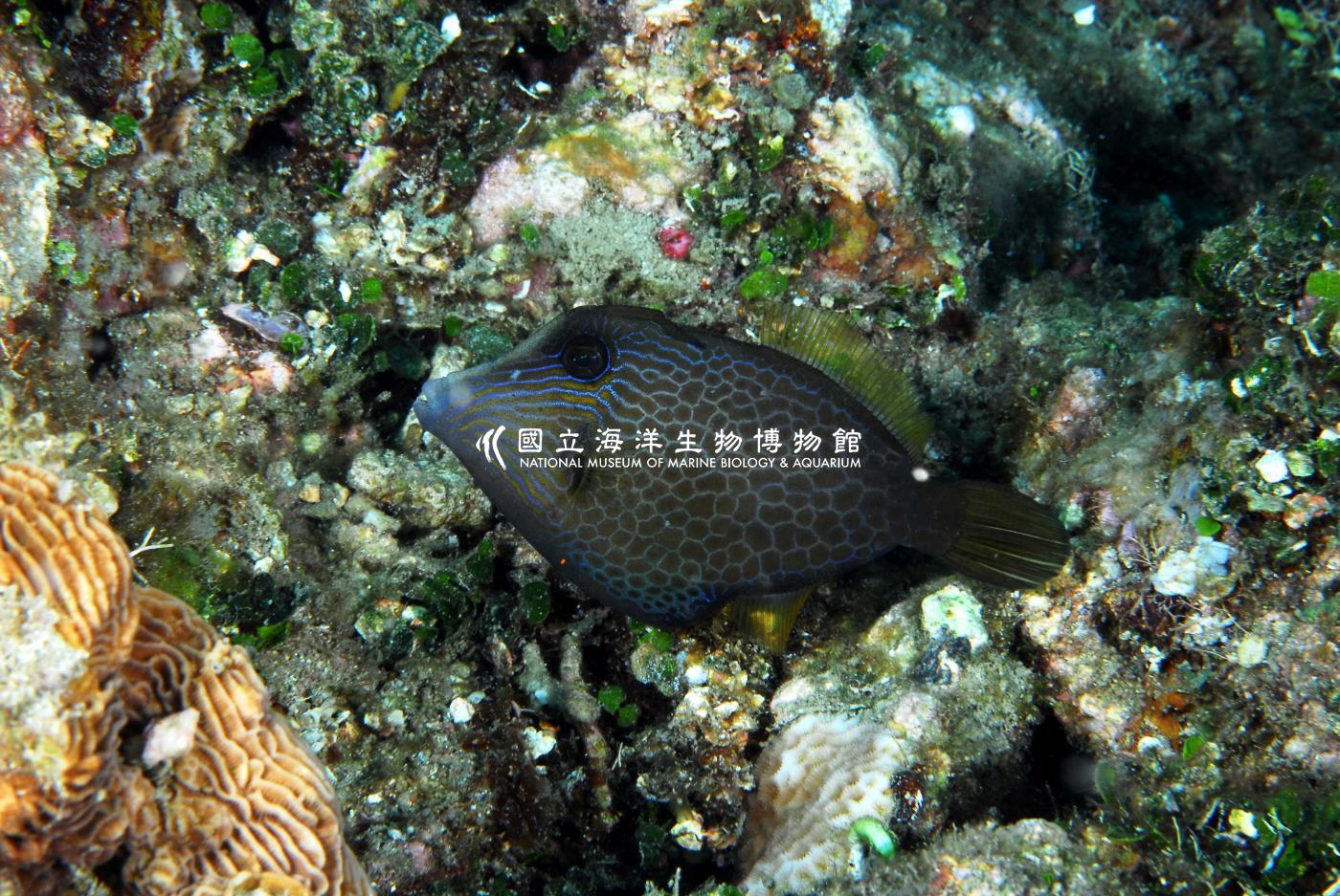 細斑刺鼻單棘魨