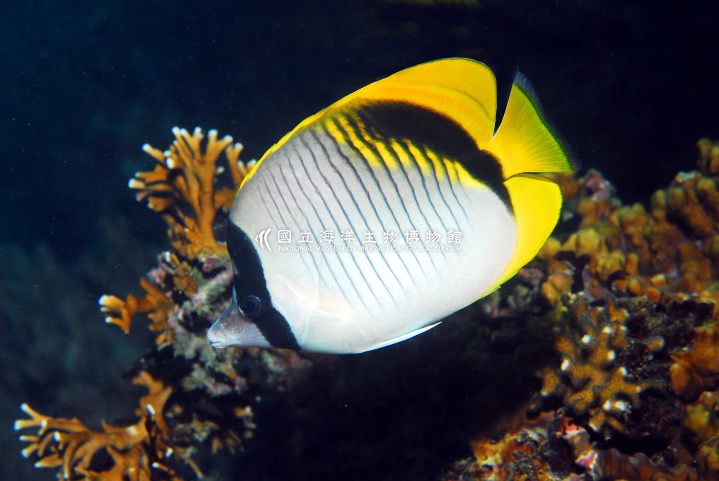 紋身蝴蝶魚