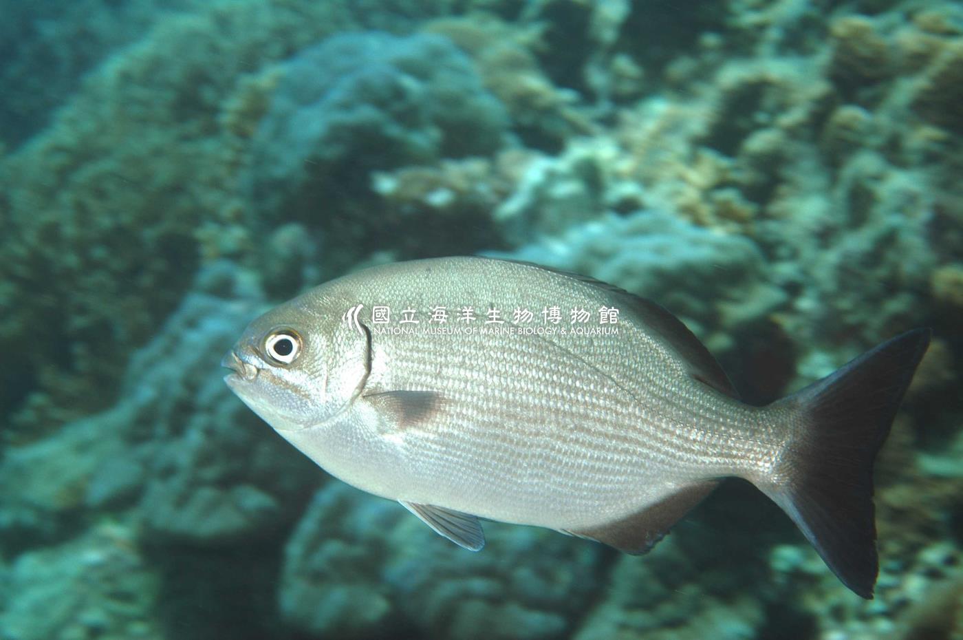 南方舵魚