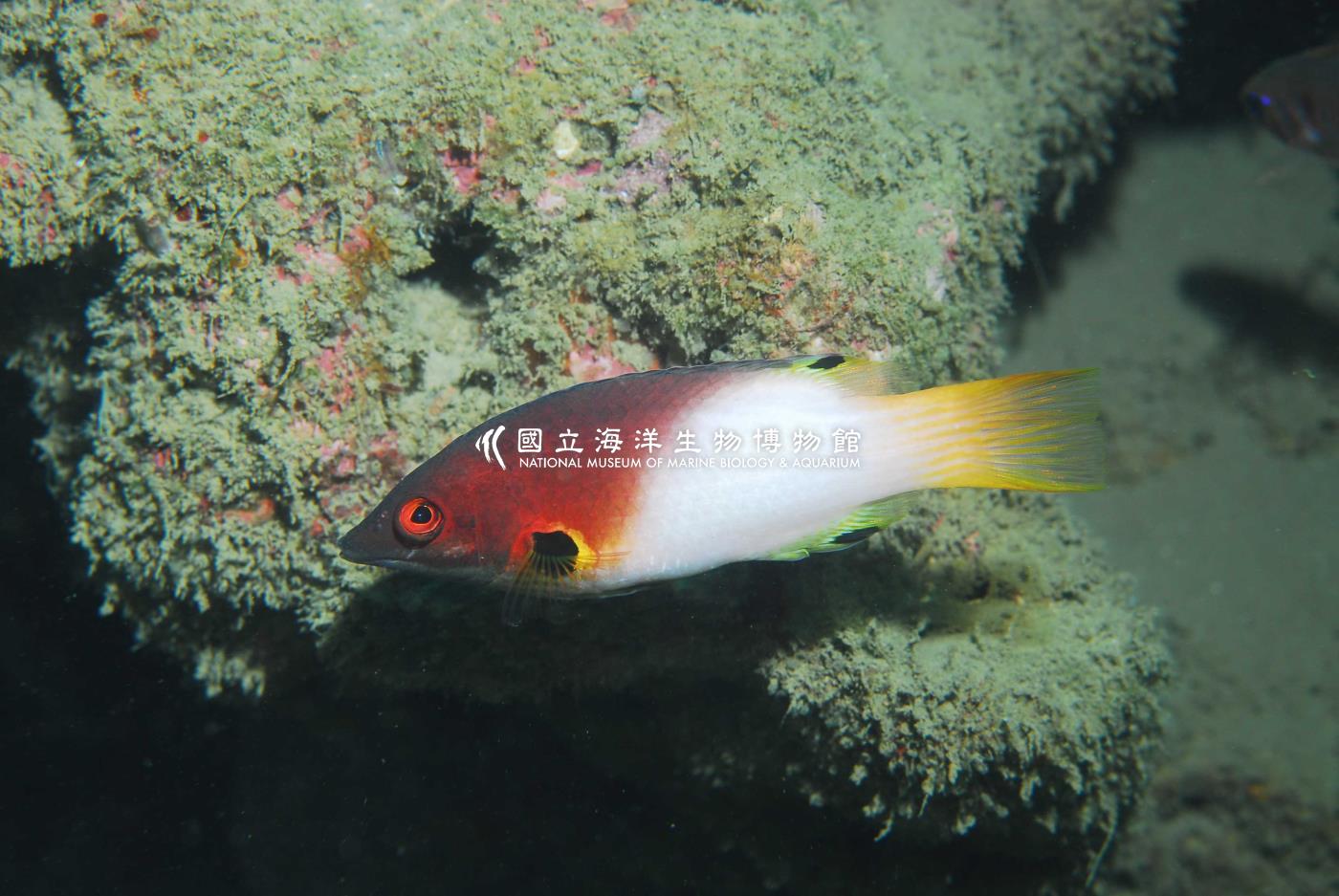 腋斑狐鯛