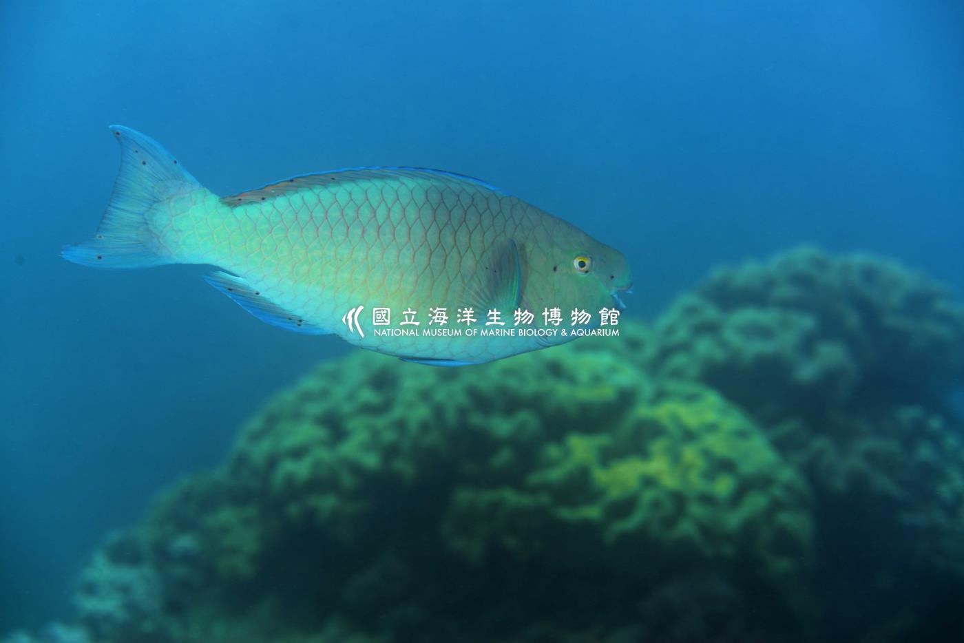紅紫鸚哥魚