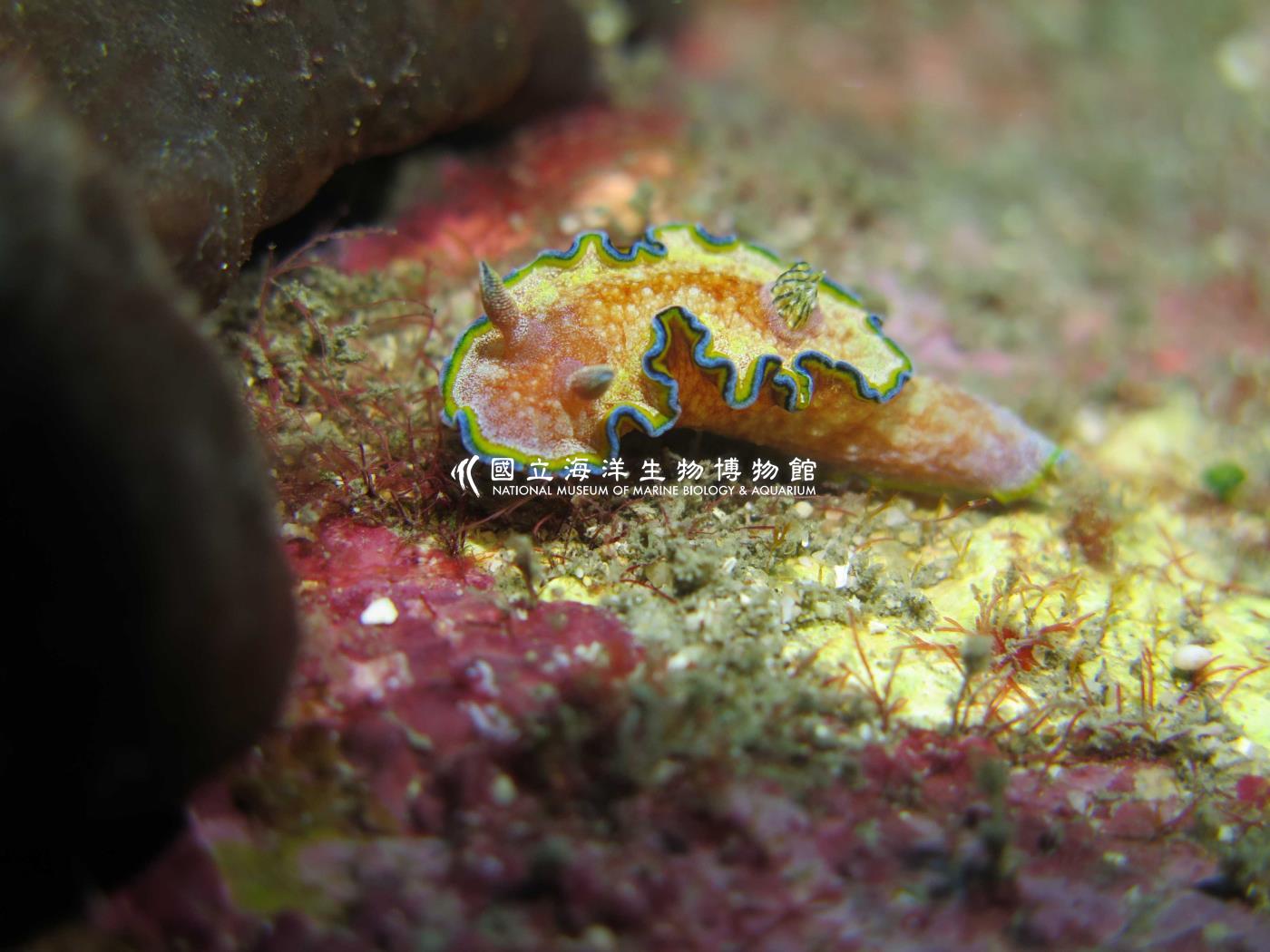 腰帶多彩海蛞蝓