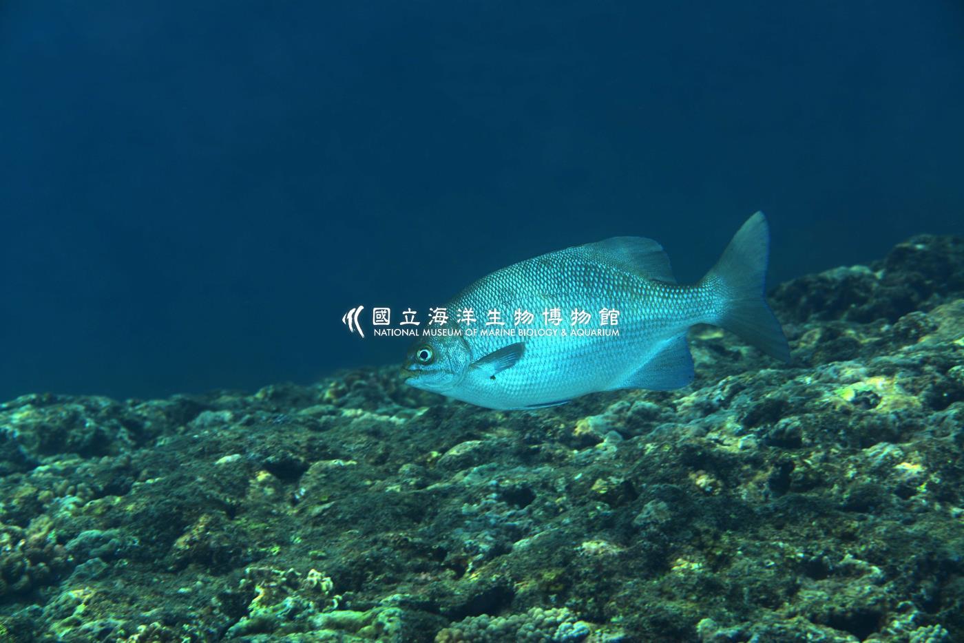 天竺舵魚