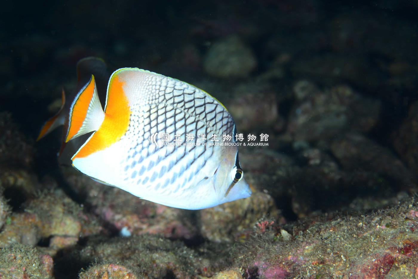 紅尾蝴蝶魚