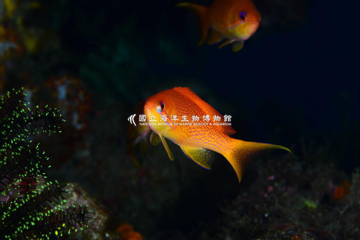 金擬花鱸