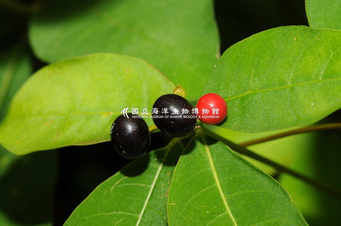 四葉羅芙木
