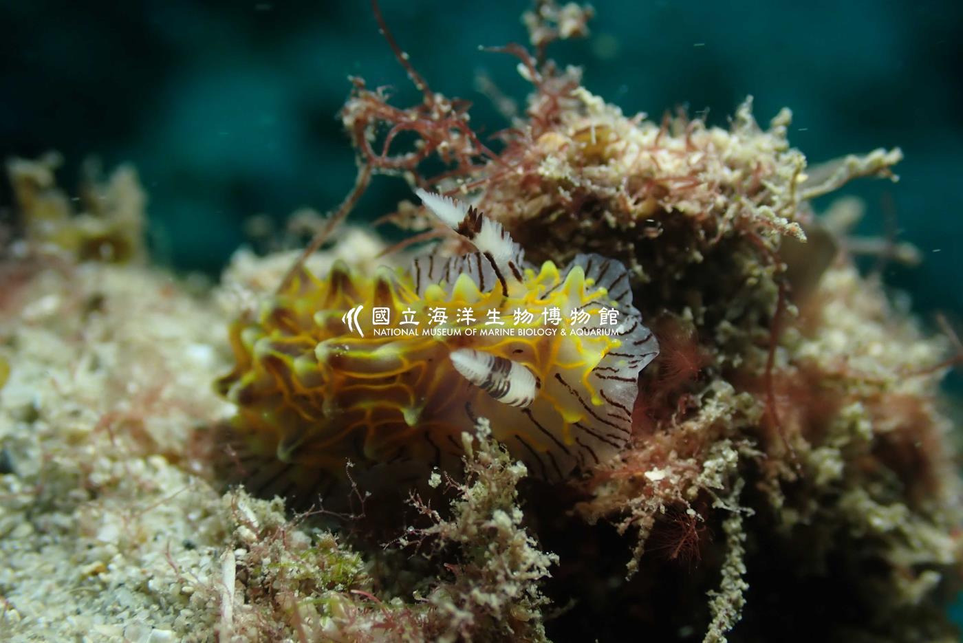 白網盤海蛞蝓