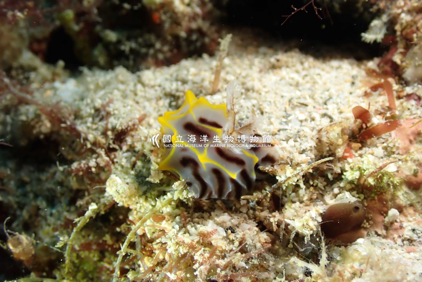 halgerda cf. willeyi