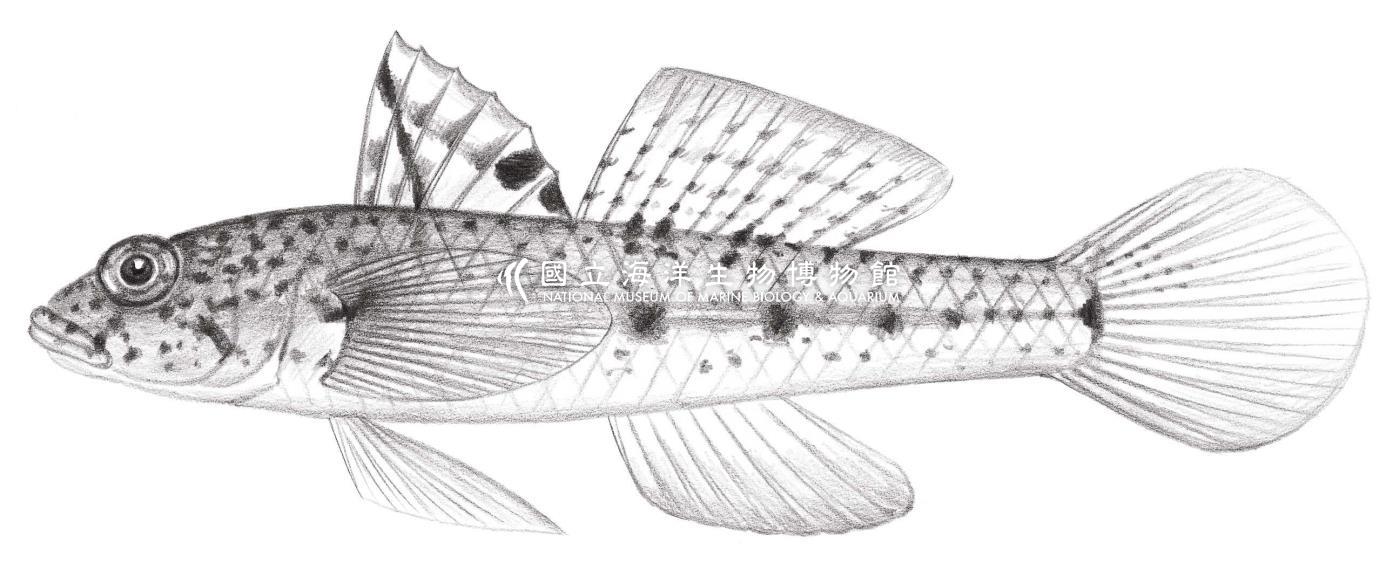 2135. 裸頸紡錘鰕虎 Fusigobius duospilus Hoese & Reader, 1985